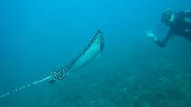 Discover Scuba Diving