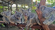  Kuranda Rainforestation Nature Park Ticket (BNP)