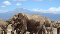 Day tour to Amboseli national park