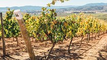 Half Day Trip to Casas del Bosque Vineyard from Santiago - Wine Tasting Included