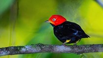 Bird Watching Tour