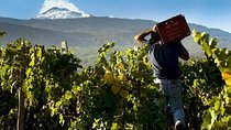 Etna Private tour from Messina Cruise Terminal + Lunch at Winery 