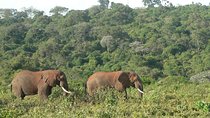 Overnight Safari To Aberdare National Park From Nairobi