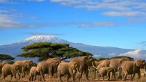 2 Days Amboseli Wildlife Safari kenya