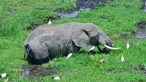 Overnight tour to Amboseli National park