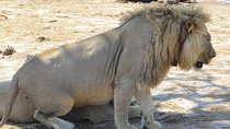 Hwange 2 Nights Bush Camping and Safaris