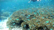 Snorkeling at San Vicente with speed boat 
