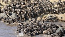 4 Days Masai Mara -Lake Nakuru National Park From Nairobi 