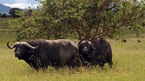 Day trip to Tarangire National Park from Arusha