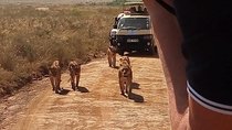 Half day Nairobi national park tours