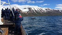 7-Day Complete Iceland: South Coast, Golden Circle, Akureyri & Snaefellsnes 