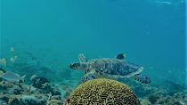 Catamaran Group Sightseeing, Snorkeling Tour Isla Mujeres