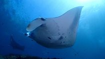 Scuba Diving in Nusa Penida - Manta Point