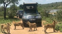 Morning Safari in Kruger National Park from Hazyview (AM KNP)