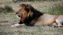 5 Days : Tanzania Highlights( Tarangire, Serengeti And Ngorongoro Conservation)