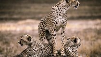 8 Days: Serengeti Big Cats And Bushmen S Of Eyasi.