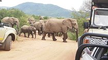 2 Days Pilanesberg Safari 4 star lodge 