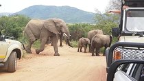  Pilanesberg Safari 3 Days 4 Star Private 