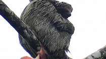 Sloth tour and Wildlife Encounter