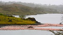 Day Trip Game Drive- Arusha National Park from Arusha Town