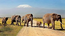  Day Tour Amboseli Park From Nairobi