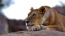 Living Among Lions