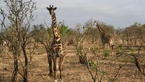 MIKUMI NATIONAL PARK - 3 Days