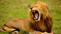 Tanzania Day Tour to Ngorongoro Crater- Lowest Price