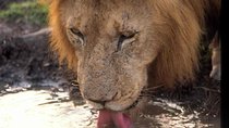 Tanzania 4 Days 3 Nights Budget camping safari to Serengeti and Ngorongoro 