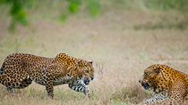 Exclusive : Overnight Leopard Safari with Luxury Glamping 