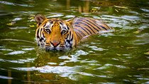Private 2 Nights Short Escape To Jim Corbett