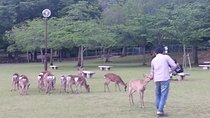 One-Day Walking Tour of Amazing 8th Century Capital Nara
