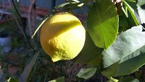 Market Tour, Traditional Cooking and Limoncello class