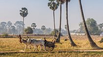 Private tour: Preah Khan Kompong Svay and Sambor Prei kuk Temples