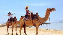 Camel Safari 30 minutes In White Sand Beach 