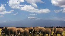 2-Day Amboseli Safari