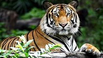 Private 2 Nights Short Escape To Ranthambore.