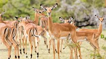 Safari Game Drive & Rhino Walks In The Mosi-oa-Tunya National Park