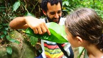 Forest Forager - Wild Food Walk
