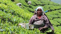 5 Days Private Kerala Tour Package by Saffron India Tours