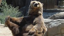  Bears Sanctuary, Dracula's Castle, Brasov Day Trip Private Tour from Bucharest