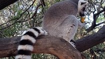 Bush Babies & Monkey Sanctuary and Elephants walk Private 