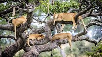SERENGETI - 4 Days