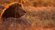 MANYARA & TARANGIRE - 4 Days