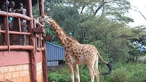 Giraffe center breathtaking Tour