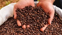 Coffee Tour, Grecia and Sarchi Oxcarts. Private Tour