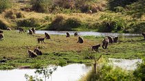 Lake Manyara Day Tour