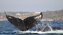 Whale Watching 