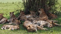 4 Days Masai Mara Budget Camping Safari Tours 
