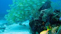Puerto Morelos Reef Snorkeling Tour with Lunch